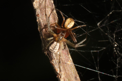 Prosoponoides sinense