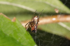 Prosoponoides sinense