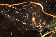 Prosoponoides sinense