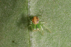 Lysiteles