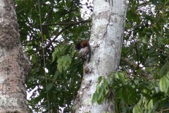 Saguinus fuscicollis