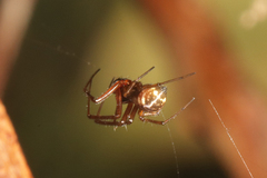 Prosoponoides sinense