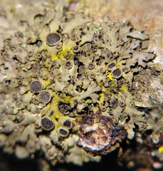 Phaeophyscia ciliata