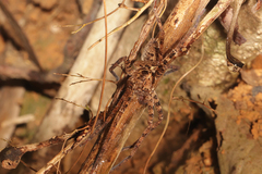 Heteropoda amphora