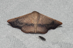 Aglaopus centiginosa