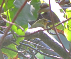 Tolmomyias flaviventris