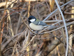 Parus minor