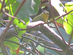 Tolmomyias flaviventris