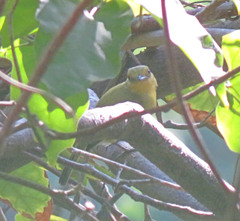 Tolmomyias flaviventris