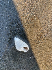 Nassarius fossatus