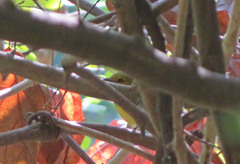 Tolmomyias flaviventris