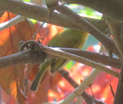 Tolmomyias flaviventris