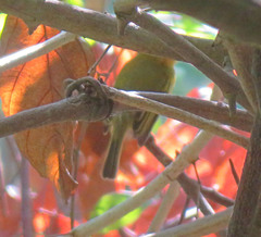 Tolmomyias flaviventris