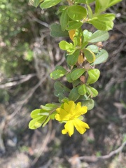 Hibbertia hirticalyx