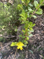 Hibbertia hirticalyx