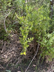 Hibbertia hirticalyx