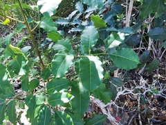 Metopium brownei