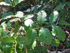 Metopium brownei