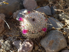 Mammillaria haageana conspicua