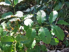 Metopium brownei