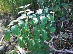 Metopium brownei