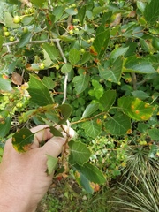 Crataegus erythropoda