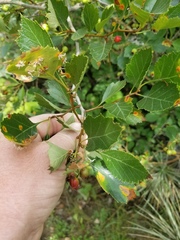 Crataegus erythropoda