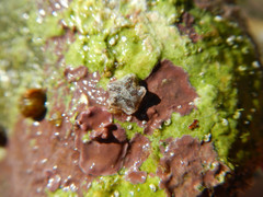 Asterina