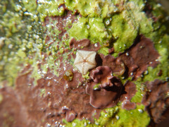 Asterina