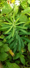 Euphorbia jolkinii