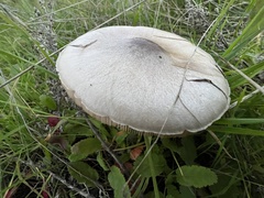 Volvopluteus gloiocephalus