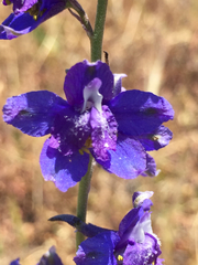 Delphinium parryi