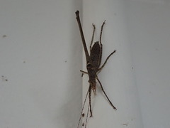 Zaprochilus mongabarra