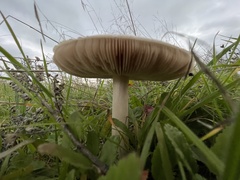 Volvopluteus gloiocephalus