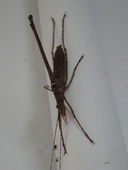 Zaprochilus mongabarra