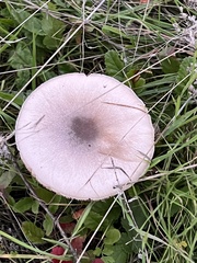 Volvopluteus gloiocephalus