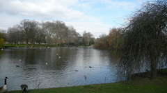 Chroicocephalus ridibundus