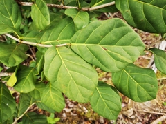 Coccoloba diversifolia