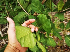 Coccoloba diversifolia