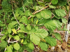 Coccoloba diversifolia