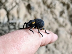 Brachycerus congestus