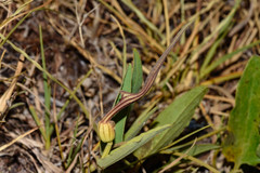 Aristolochia angustifolia