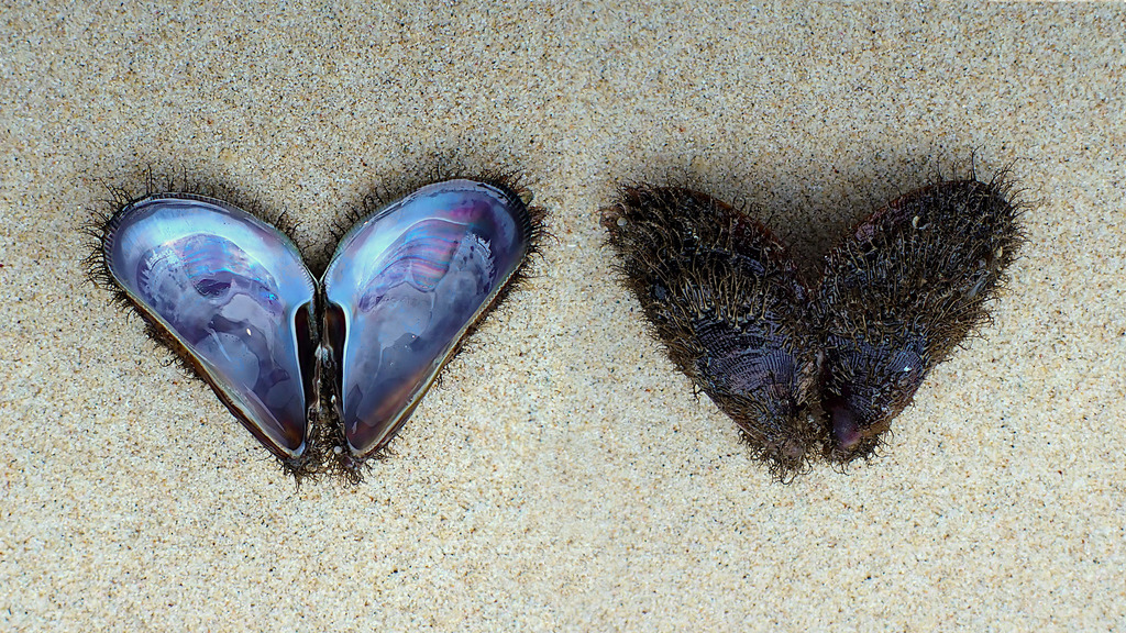 Hairy Mussel from Valla Beach NSW 2448, Australia on December 30, 2021