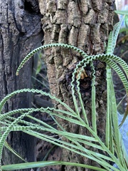 Pteris multifida