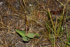 Aristolochia angustifolia