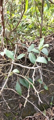 Ficus pumila awkeotsang