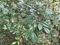 Distyliopsis dunnii