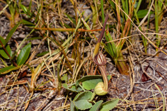 Aristolochia angustifolia