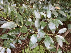 Cinnamomum yabunikkei