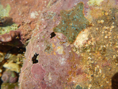 Asterina gibbosa